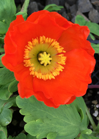 Papaver nudicaule 'Wonderland Orange'